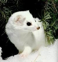 Норка